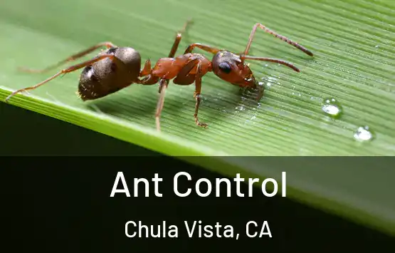  Ant Control Chula Vista, CA
