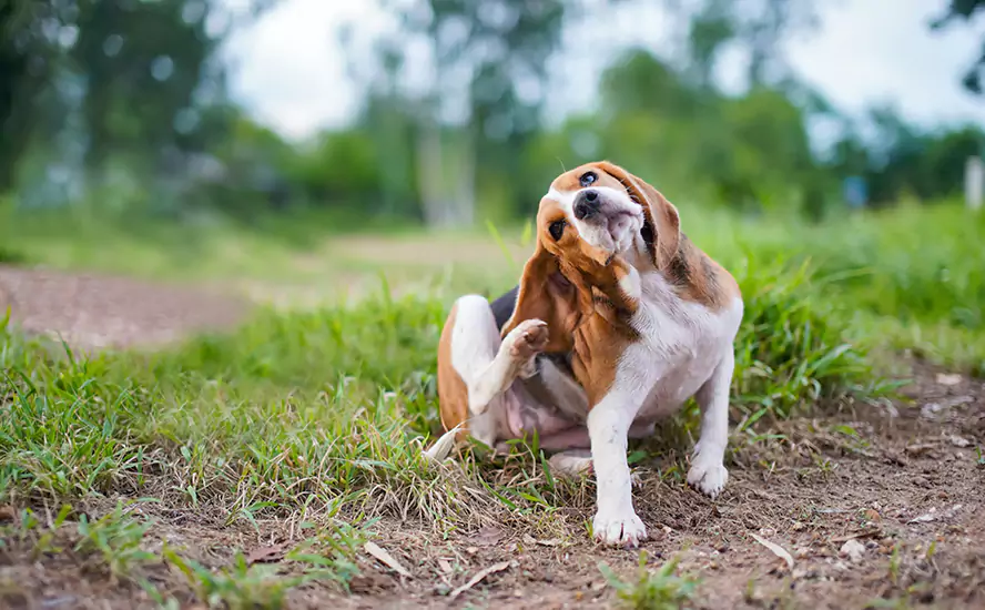 Our Proven Flea Infestation Treatment in Chula Vista