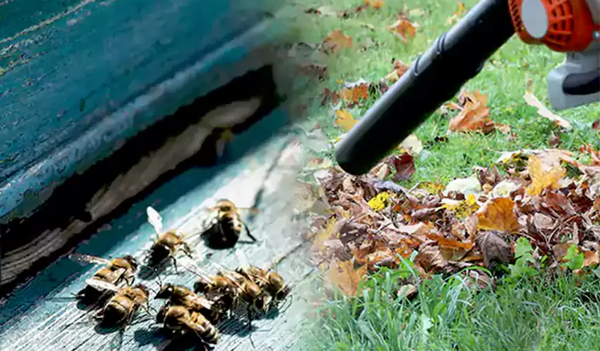 Wasps Pest Control Chula Vista, CA