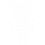 Earwigs Pest Control Chula Vista, CA