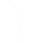Silverfish Pest Control Chula Vista, California