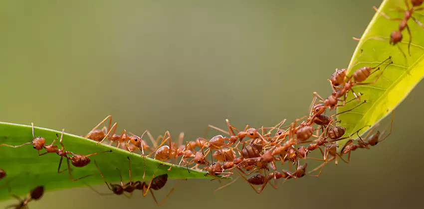 ant-control in Chula Vista, CA
