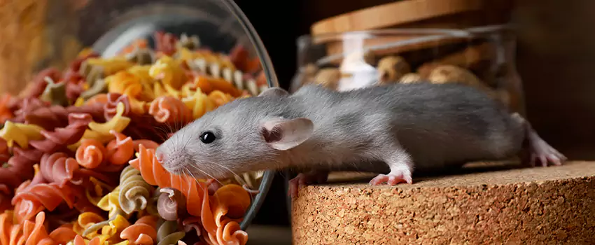 Rodent Extermination for Families with Children & Pets Chula Vista, CA