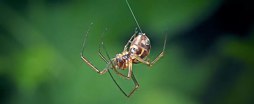 Spider and Mosquito Control Solutions Chula Vista, CA