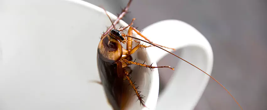cockroach-pest-control in Chula Vista, CA