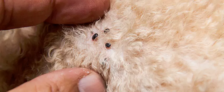 flea-control in Chula Vista, CA
