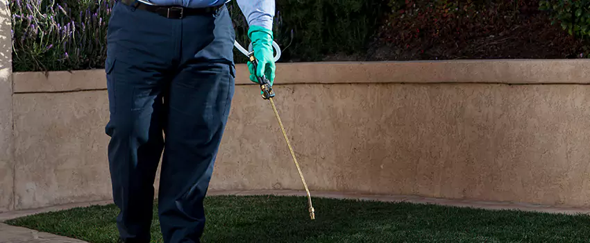 flea-treatment in Chula Vista, CA