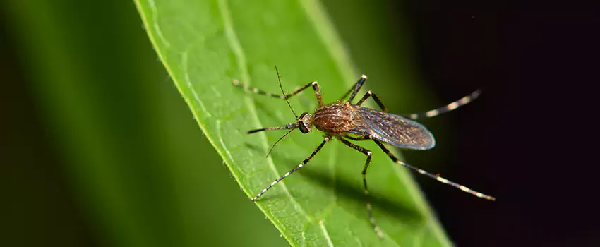 mosquito-treatment in Chula Vista, CA