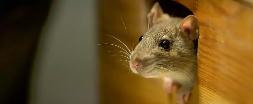 rodent-control in Chula Vista, CA