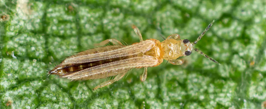 thrips-treatment in Chula Vista, CA