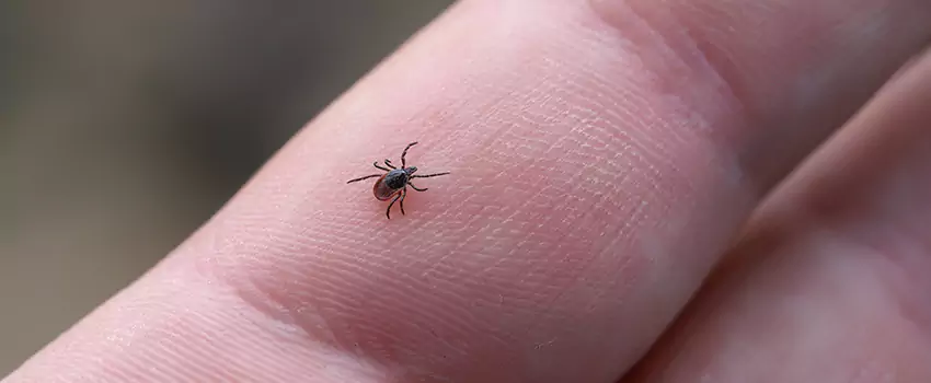tick-control in Chula Vista, CA