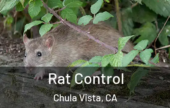  Rat Control Chula Vista, CA