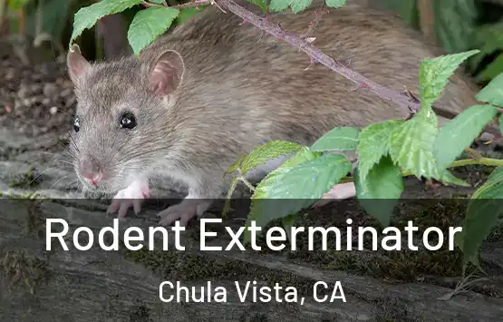  Rodent Exterminator Chula Vista, CA